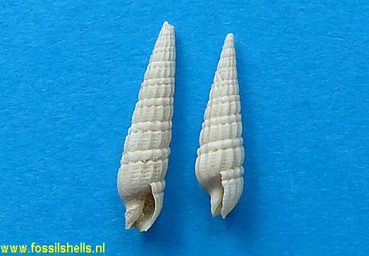 Strioterebrum species