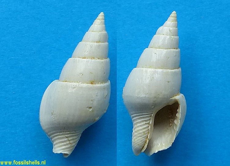 Mitrella perfervida megala