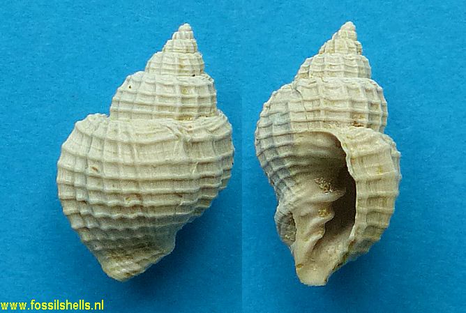 Cancellaria aldrichi