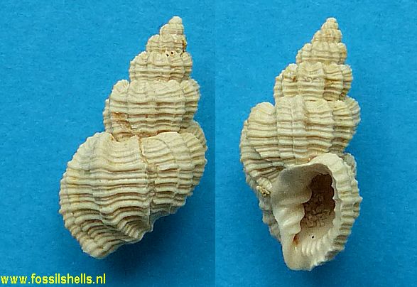 Cancellaria desmotis