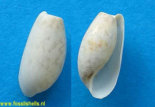 Atys species