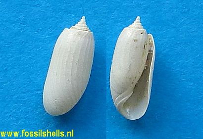 Acteocina species