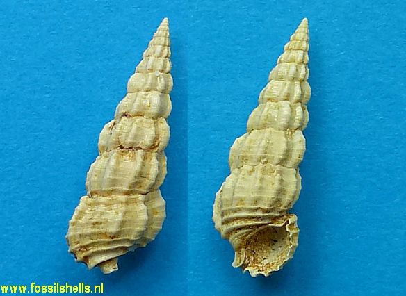 Tenuicerithium species