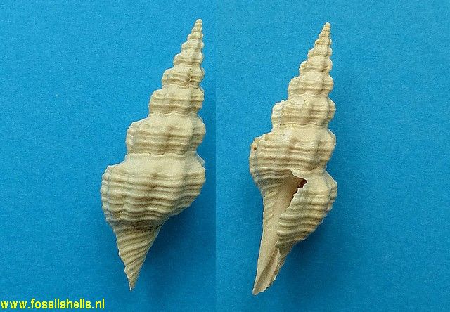 Fusiturricula paraservata