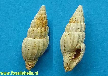 Vexillum amblipleura