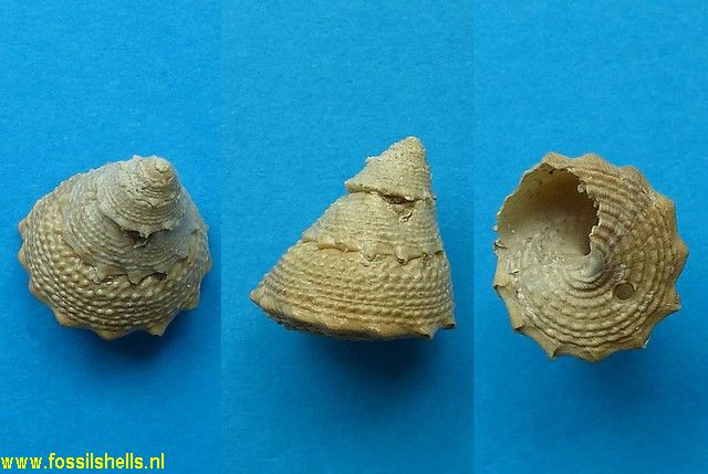 Calliostoma chipolana