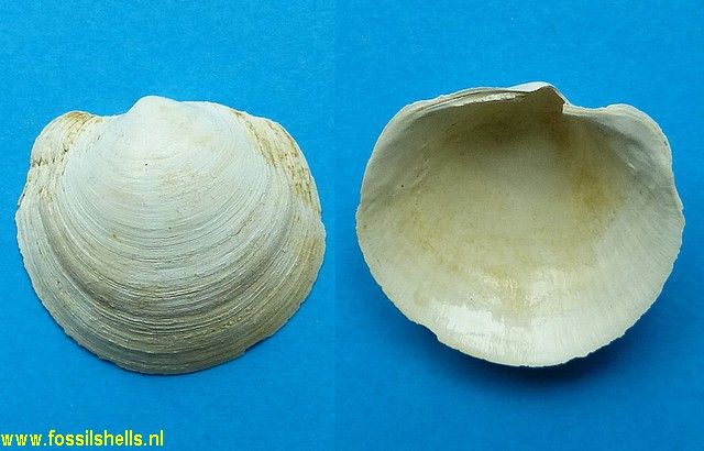 Phacoides paranodonta