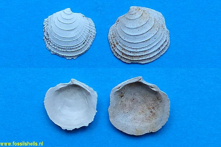 Phacoides plesiolophus