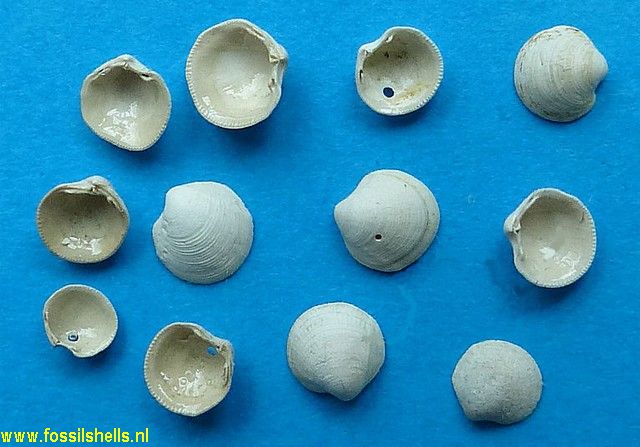 Diplodonta sphaeromorpha