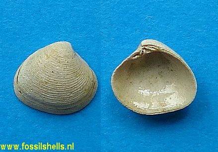 Transennella species