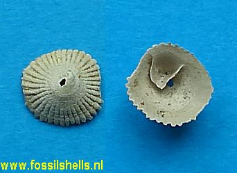 Crucibulum chipolanum dodoneum