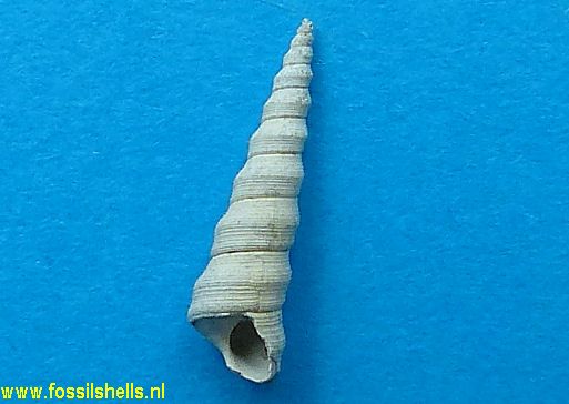 Turritella alcida