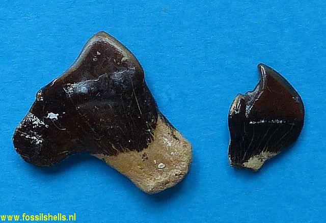 Eotrigonodon species