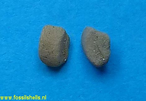 Unidentified Holothuroidea