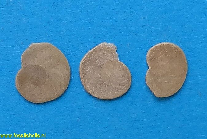 Unidentified Foraminifera