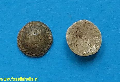 Discoporella species
