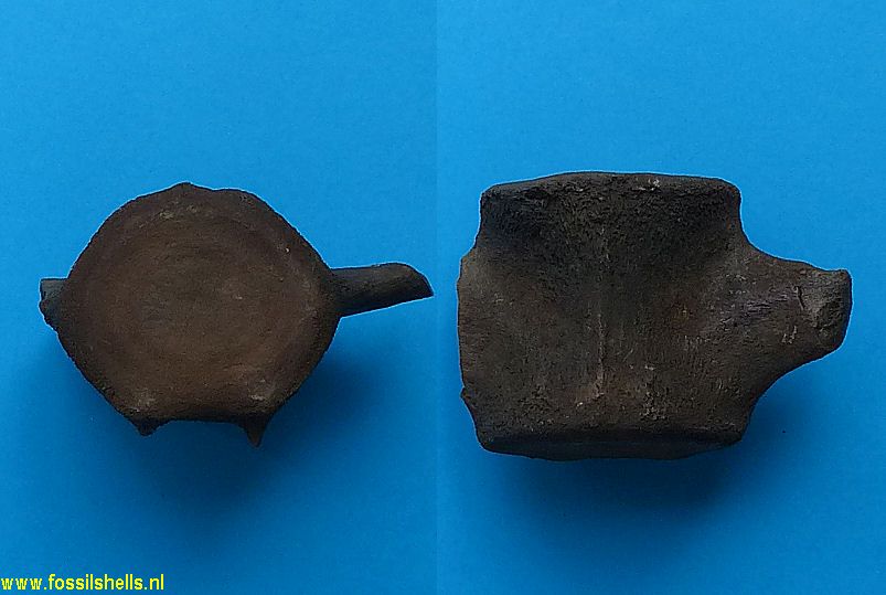 Unidentified Mammalia