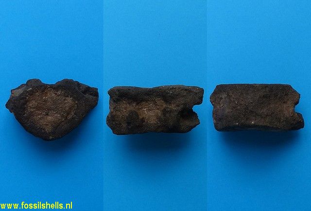 Unidentified Mammalia