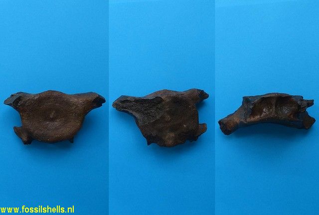 Unidentified Mammalia