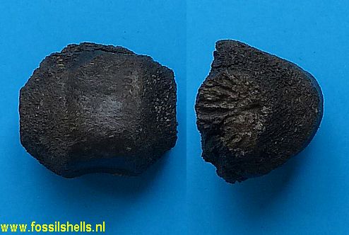 Unidentified Mammalia