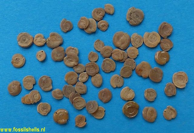Unidentified Foraminifera