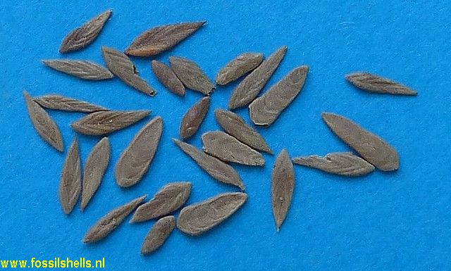Unidentified Foraminifera