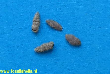 Unidentified Foraminifera