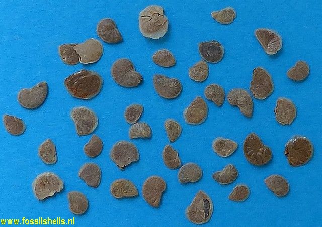 Unidentified Foraminifera