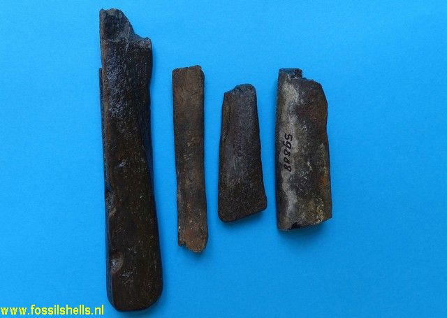 Unidentified Chordata