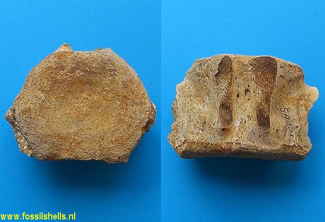 Unidentified Chordata