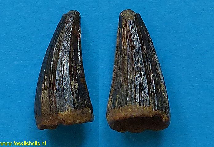 Unidentified Chordata