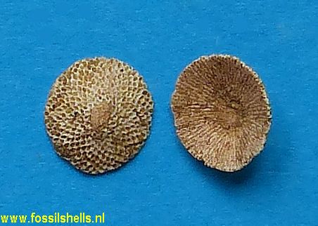 Discoporella species
