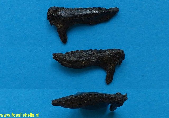 Unidentified Chordata