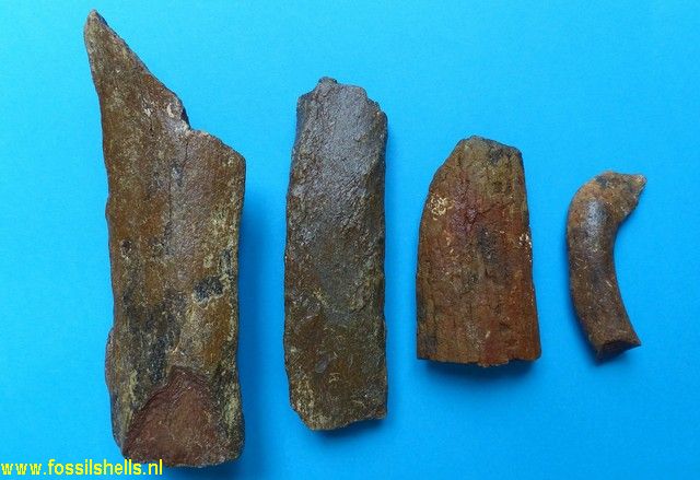 Unidentified Chordata