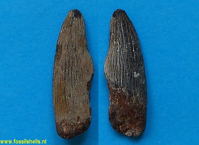 Unidentified Chordata