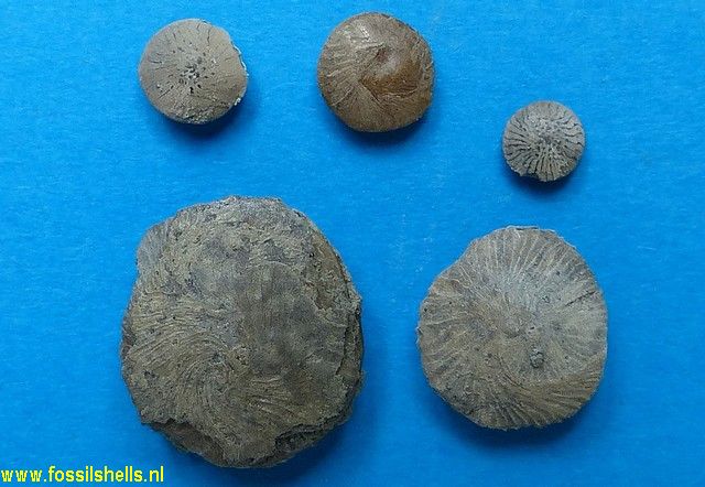 Unidentified Foraminifera