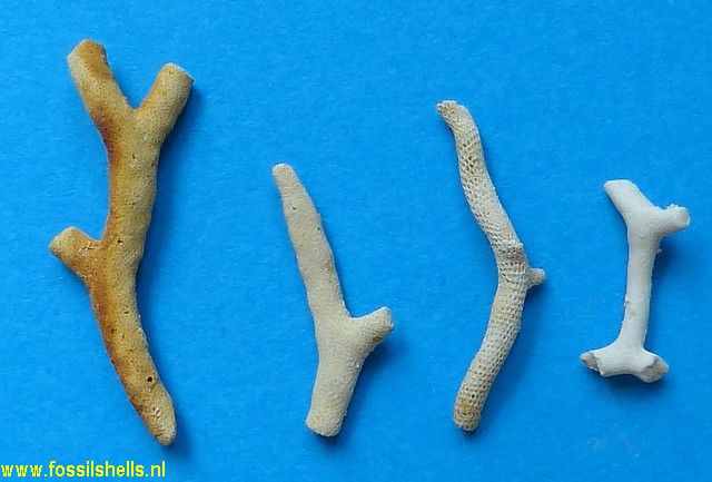 Unidentified Polyzoa