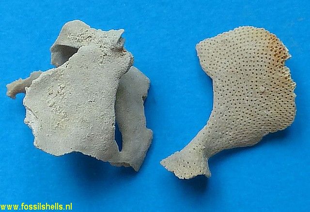 Unidentified Polyzoa