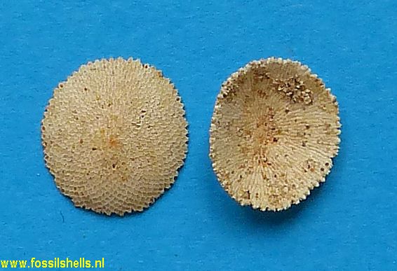 Discoporella species
