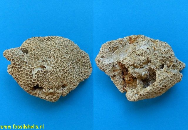 Pocillopora madreporacea