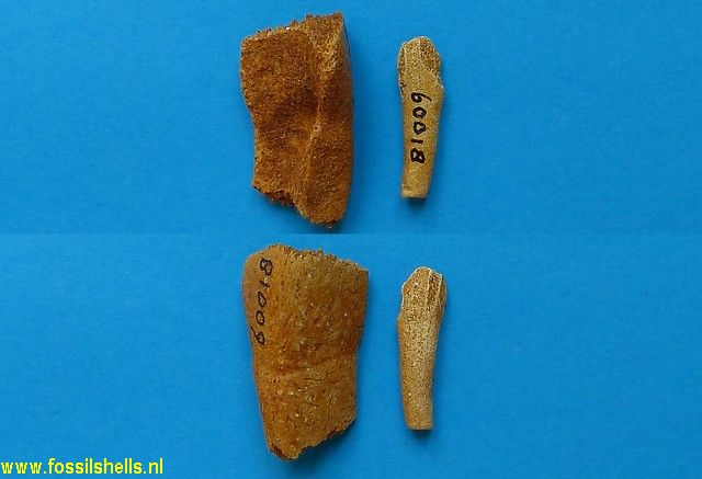 Unidentified Chordata