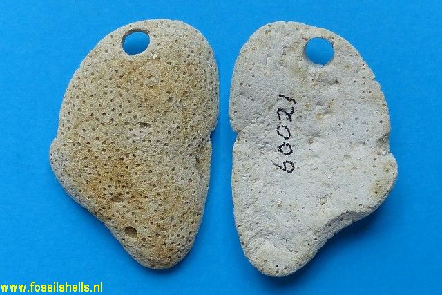 Unidentified Cnidaria