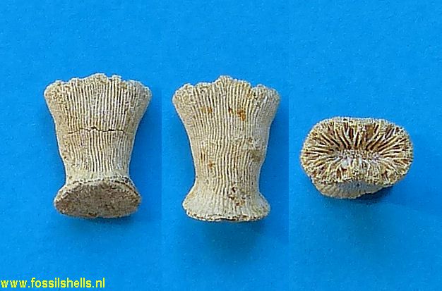 Unidentified Cnidaria