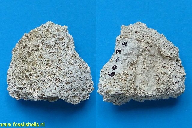 Unidentified Cnidaria