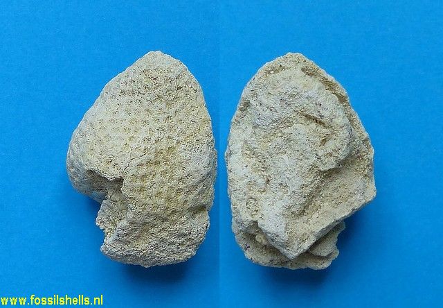 Unidentified Cnidaria