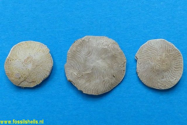 Nummulites species
