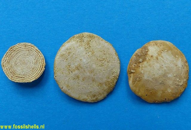 Nummulites species