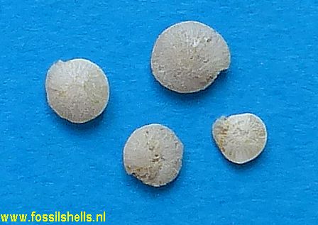 Unidentified Foraminifera