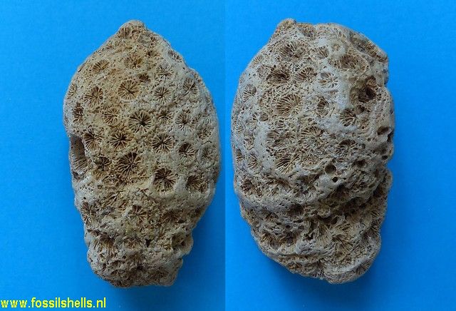 Unidentified Cnidaria