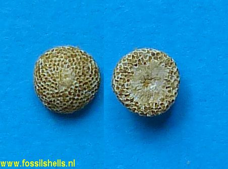 Discoporella species